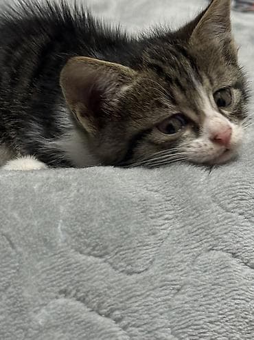 кошка котёнок: Котята в добрые руки — 3