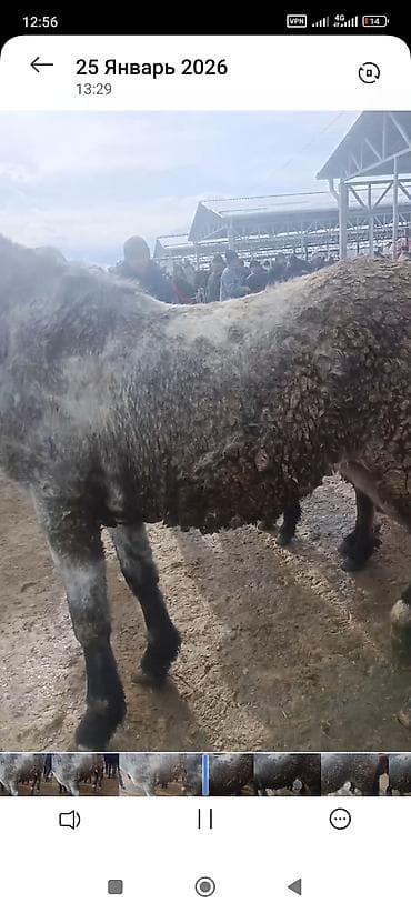 canada goose: Продаю | Кобыла (самка) | Рабочий — 2