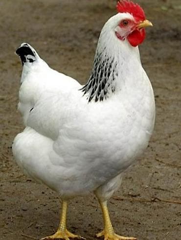 сколько стоит цыпленок индюка: Принимаем заказы на инкубационных яйц. Порода адлер, мастер грей — 2