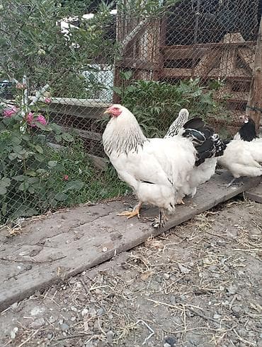 кой кыркам: Продаю | Куры | Полубрама, Домашняя | Несушки — 4