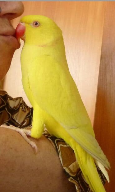 домашняя курица бишкек: Птенцы Ожиреловых попугаев хорошо приручаются к разговору и к рукам — 6