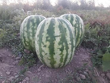 канисты: Удобрение — 8