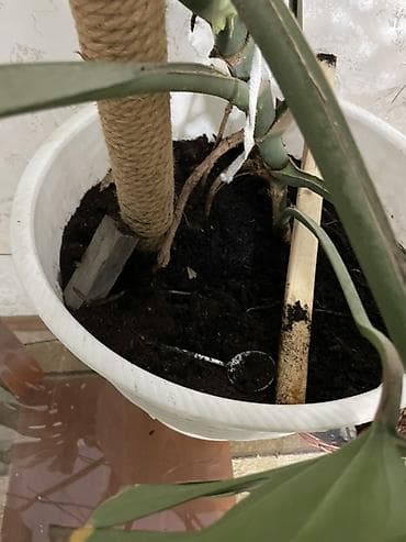 monster: Монстера делициоза (Monstera deliciosa), взрослое — 3