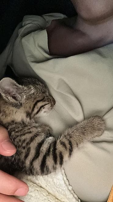 Үй жаныбарлары: Отдам в добрые руки котёнка. Возраст: 1,5 месяца, девочка. Игривая — 6