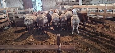 музоо сатам: Сатам | Кочкор (эркек) | Арашан — 3