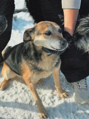 приют чихуахуа спб: Собака даром: Дворняжка, 1 год, Самец, С прививкой — 24