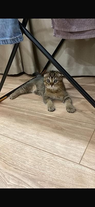 Кошки: Шотландская вислоухи кот мальчик (Scottish Fold) отдаем в хорошие руки — 1