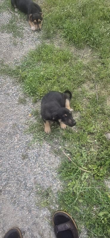 доберман фото щенки цена: Щенки метисы (похожие на овчаристых) — окрас черный с подпалом — 4