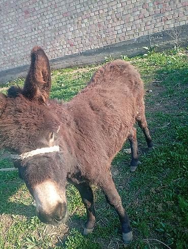 ишак бричка: Осёл (молодой, темно‑коричневый) - Порода: домашний осёл. - Окрас — 1