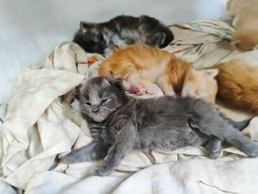 вислоухие котята фото цена: 🥳🥳🥳Открыто бронирование Элитных котята Мейн-куны чистокровные импорта — 3