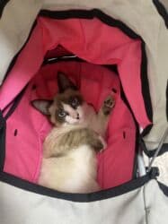 туалет для кошек наполнитель: Сиамская, 6 месяцев, Мальчик, Приучена к лотку, Проглистована — 3