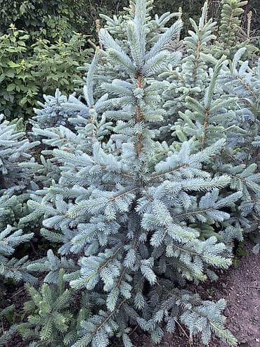 кара гилас: Ель голубая (Picea pungens ‘Glauca’) — саженцы из грунта. - Порода — 2