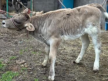 рыба семга: Продаю | Тёлка | На откорм | Привязанные — 3