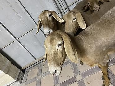 Продам с/х животных: Продаю | Овца (самка) | Гиссарская, Арашан — 8