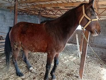 ячмень семеной: Продаю | Кобыла (самка) | Рабочий | Племенные — 5