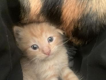 Отдам котят. Им 2 недели