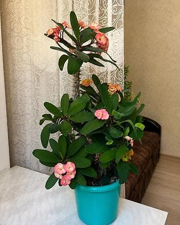 малочай цветы: Комнатное растение — молочай Миля (Euphorbia milii), крупный куст в — 1