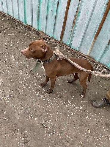 профессиональная дрессировка собак: Питомец: собака средних размеров, короткошёрстная. Окрас: однотонный — 3