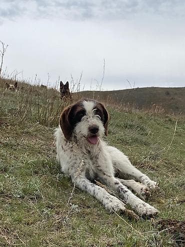 собака из приюта: Дратхаар, 1 год, Самка, С прививкой — 3