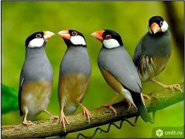 попугай неразлучник купить: Рисовые амадины, или рисовки – достаточно неприхотливы в содержании — 3