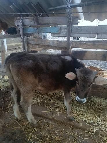 бычок симентал: Продаю | Корова (самка) | Для разведения | Привязанные — 7