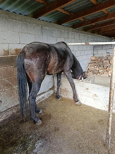 ворона: Продаю | Кобыла (самка) | Рабочий — 2