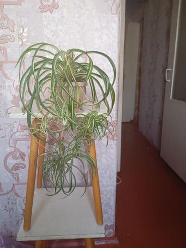 цветок диффенбахия: Хлорофитум хохлатый (Chlorophytum comosum) variegata в горшках. - — 3