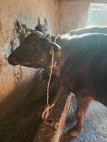 Продаю | Корова (самка) | Для разведения | Привязанные