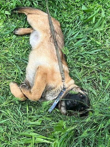 купить таксу: Щенок среднего размера, короткошёрстный, рыжего окраса с чёрной — 3