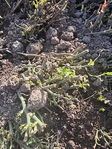 за сколько дней до отела корова наливает вымя: Саженцы — 4