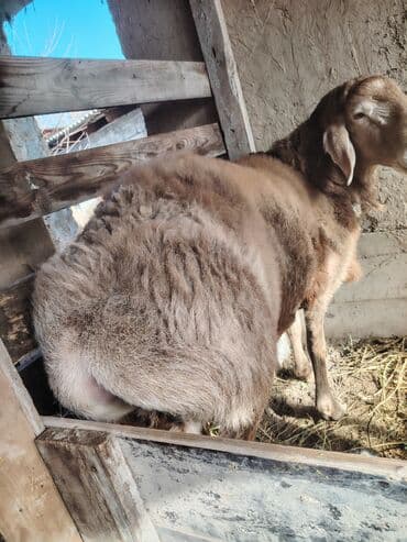 в связи с переездом отдам попугая жако в добрые руки: Продаю | Баран (самец) | Гиссарская, Полукровка, Арашан | На забой, Для разведения — 6