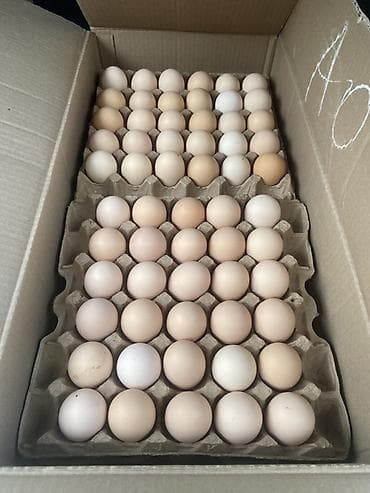 латок для яйца: Куриные яйца, прямые поставки с фабрики. фасованные в лотки и в пачки — 4