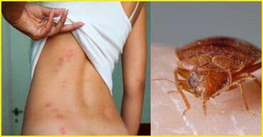 каркасные дома проекты и цены бишкек: Уничтожения клоповДезинфекция!!!любой сложности (*❛‿❛)→Приемлемая — 19