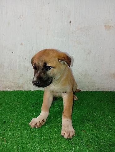 Ит бекер берем: Щенки метисы, короткошёрстные. На фото — два щенка разной масти: - — 6