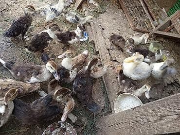 Гуси для подворья. Цена зависит от возраста. А утята по 200 сом.( at lalafo.kg Гуси для подворья. Цена зависит от возраста. А утята по 200 сом.(