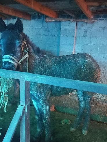 коне корсе: Продаю | Жеребец | Рабочий — 4