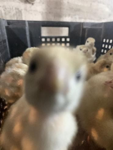 кой обмен: Продаю | Индюшата | Для разведения — 1