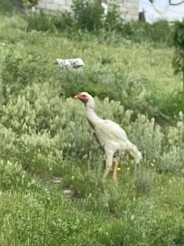 кошка свинкс: Продаю | Петух | Бойцовая | Для разведения — 2