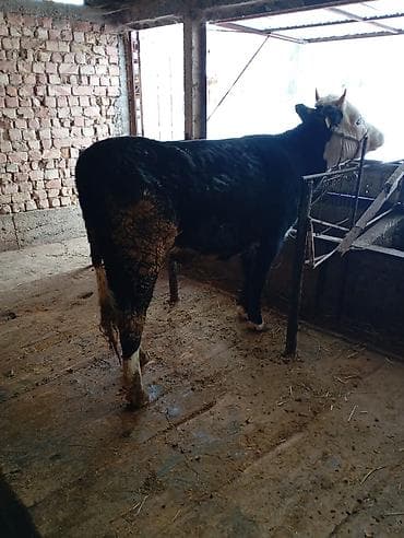 лабрадор фото цена: Продаю | Тёлка | Для разведения | Нетель — 1