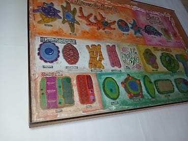 круглые магниты: Набор настенных учебных таблиц “Types of Cells” (англ. язык) — серия — 6