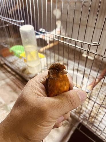 сокол птица цена: Канарейки красный агат — 2