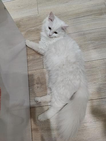 скоттиш фолд кот: Беспородная, 8 месяцев, Девочка, Белый, Кастрирована — 4