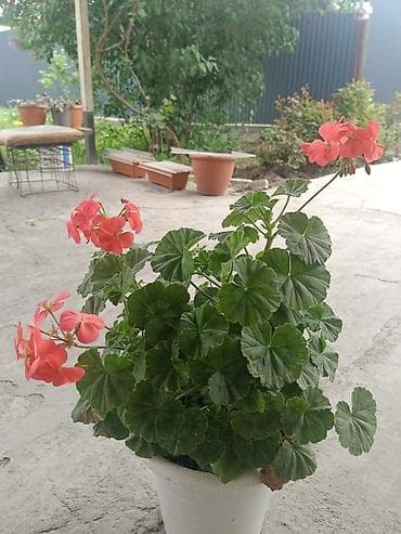 купить гибискус комнатный: Пеларгония зональная (герань) в горшке - Компактный — 6