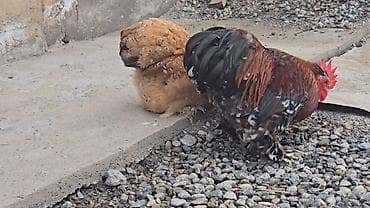 продаю лошать: Парселян кохинхин карлик 1+1 сатылат — 1