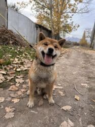 бойцовская собака: Сиба-ину, 1 год, Самец, С прививкой — 5