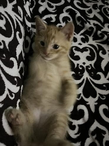 Беспородная, 1 месяц, Мальчик, Рыжий, Приучена к лотку at lalafo.kg Беспородная, 1 месяц, Мальчик, Рыжий, Приучена к лотку