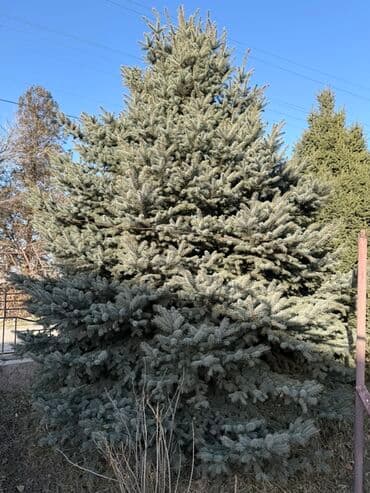 садовая тачка цена: Ели для участка/озеленения - Породы: ель обыкновенная (Picea abies) и — 3