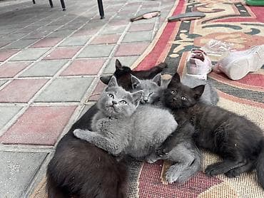 scottish fold: - Окрас: серый чёрная - порода: британская - Возраст: примерно 3 — 2