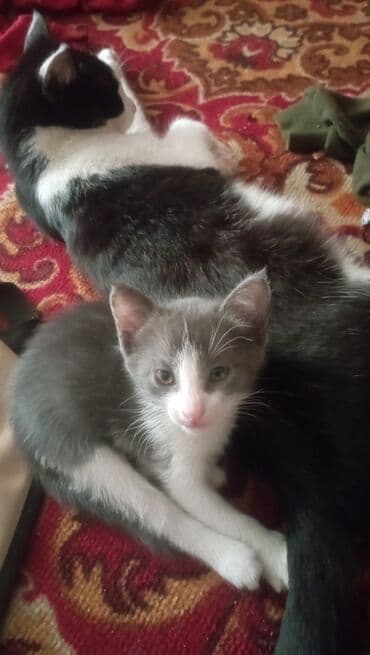 отдам котят в добрые руки: Котята домашние, возраст приблизительно 1,5–2 месяца. - Окрас — 2
