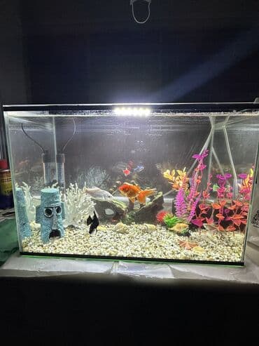 Продаю красивый аквариум с рыбками, всего лишь за 8000 тыс. Пишите на